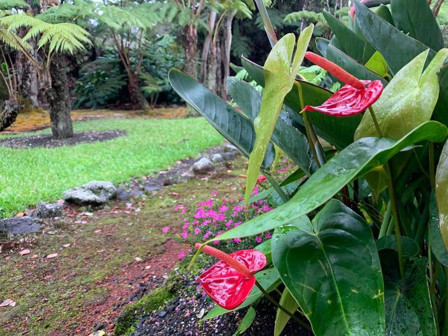 Hau'Oli Place Tiki Cottage In Volcano Eksteriør bilde